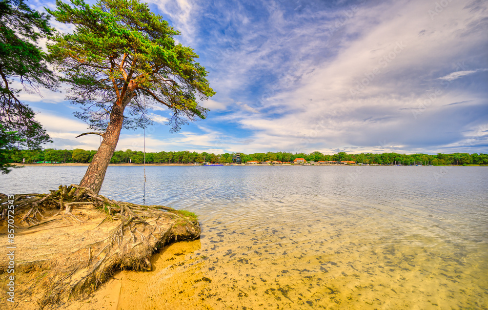 A pine tree overlooking the lake A pine tree overlooking the lake