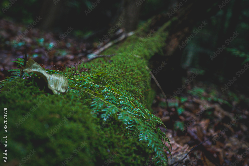 Obraz premium Close up of moss on a tree