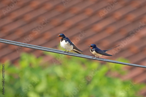 Swallow sits on a wire