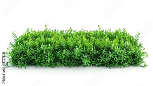Isolated white background with decorative green wall grass