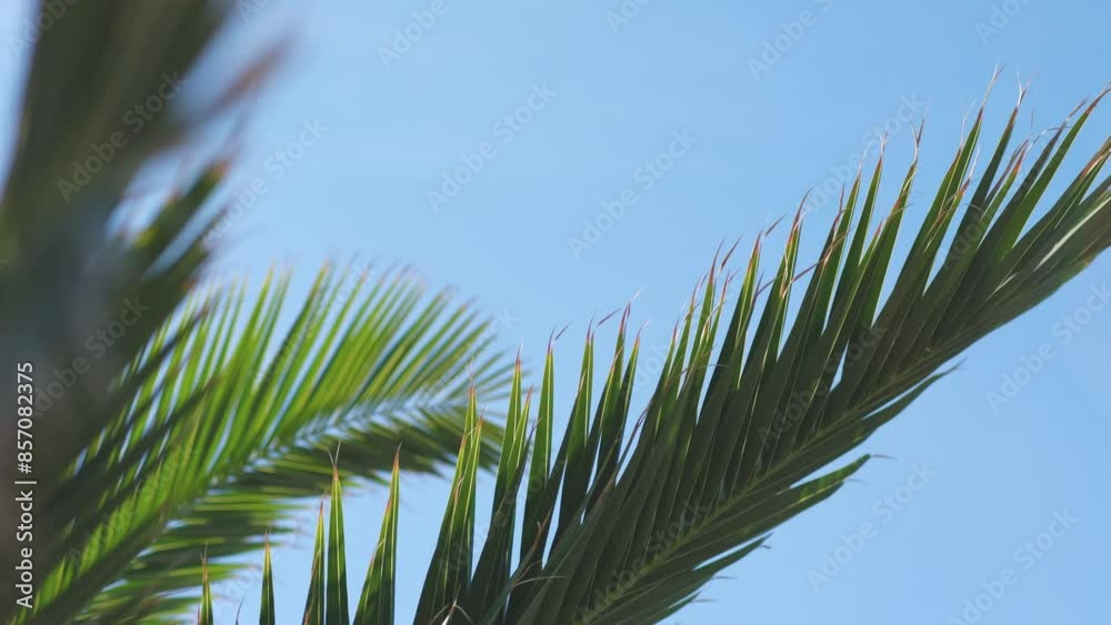 Palm leaves swaying in the wind against blue sky, Palm trees at tropical coast, vintage toned and stylized, coconut tree,summer tree Palm leaves swaying in the wind against blue sky, Palm trees at tropical coast, vintage toned and stylized, coconut tree,summer tree