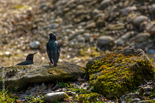 Сommon starlings sitting on a rock looking at each other in the city park