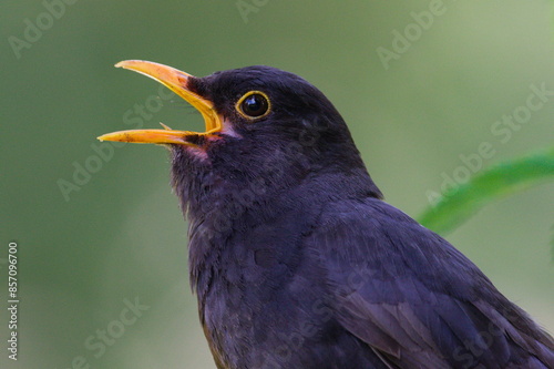 Eurasian blackbird aka The common blackbird or Turdus merula close-up portrait. Singing with open beak. Funny animal photo. 