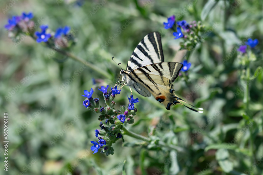 The butterfly scarce swallowtail (Iphiclides podalirius) sits on a grass plant chives (Allium schoenoprasum) The butterfly scarce swallowtail (Iphiclides podalirius) sits on a grass plant chives (Allium schoenoprasum)