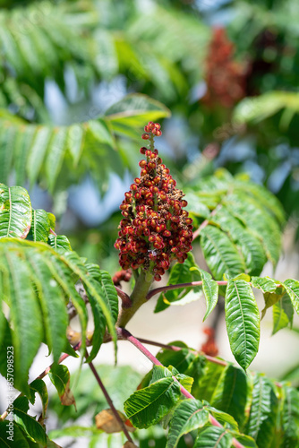 Green leaves and red inflorescences of the seeds of sumac deer or sumac fluffy or vinegar tree, Rhus typhina