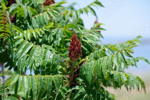 Green leaves and red inflorescences of the seeds of sumac deer or sumac fluffy or vinegar tree, Rhus typhina