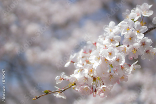 日本の桜