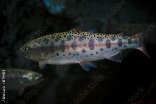 a young Cherry salmon (Japanese common fish)