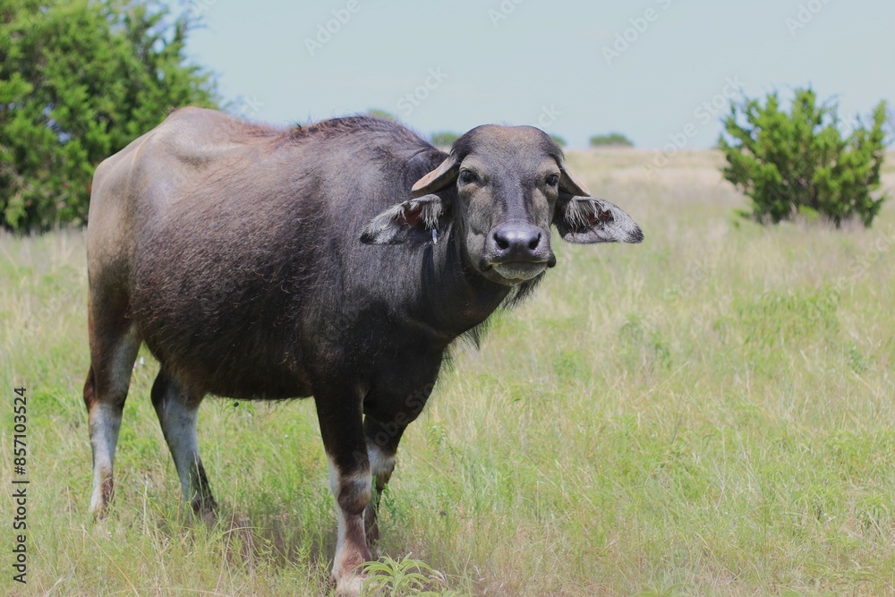 Cow in Pasture Cow in Pasture