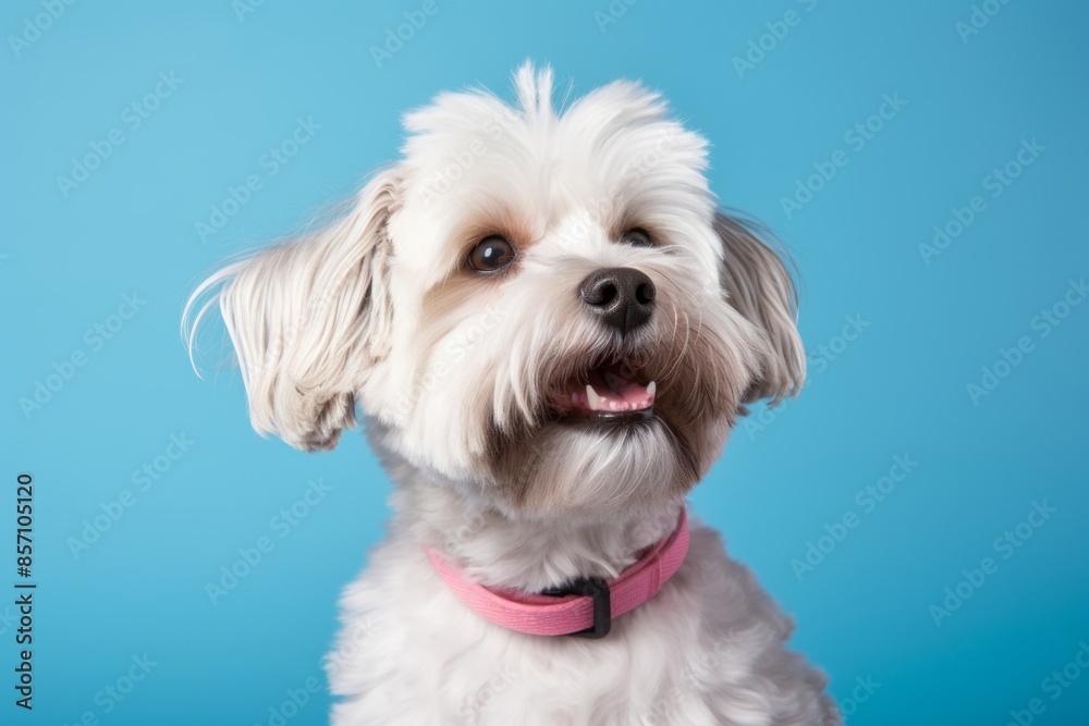 Portrait of a cute lowchen dog in solid color backdrop Portrait of a cute lowchen dog in solid color backdrop