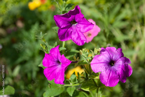 Petunia, Grandiflora, Hedgiflora, Multiflora, Milliflora Pink and Purple flower photo