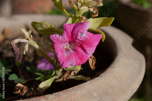 Petunia, Grandiflora, Hedgiflora, Multiflora, Milliflora Pink and Purple flower photo