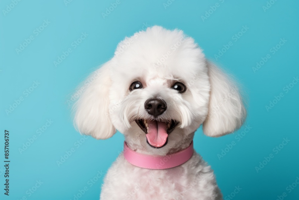Portrait of a smiling poodle in front of solid pastel color wall Portrait of a smiling poodle in front of solid pastel color wall