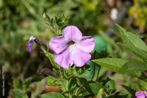 Petunia, Grandiflora, Hedgiflora, Multiflora, Milliflora Pink and Purple flower photo