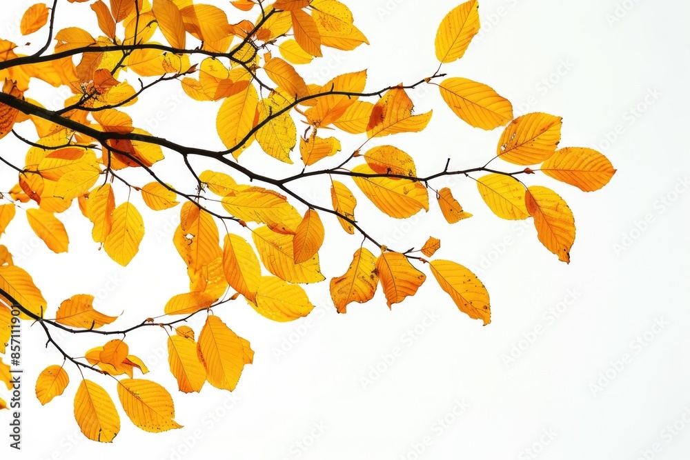 Yellow Leaves on White Background. Autumn Tree Branch with Yellow Leaf in Fall Colors Yellow Leaves on White Background. Autumn Tree Branch with Yellow Leaf in Fall Colors
