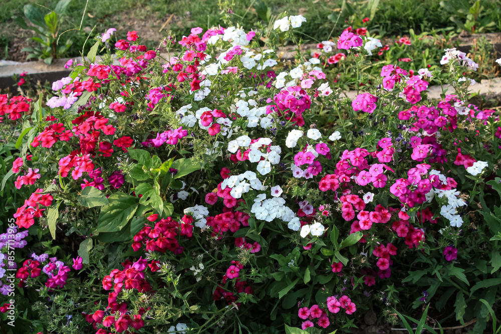 Lush beautiful multi color Phlox garden flowers Lush beautiful multi color Phlox garden flowers