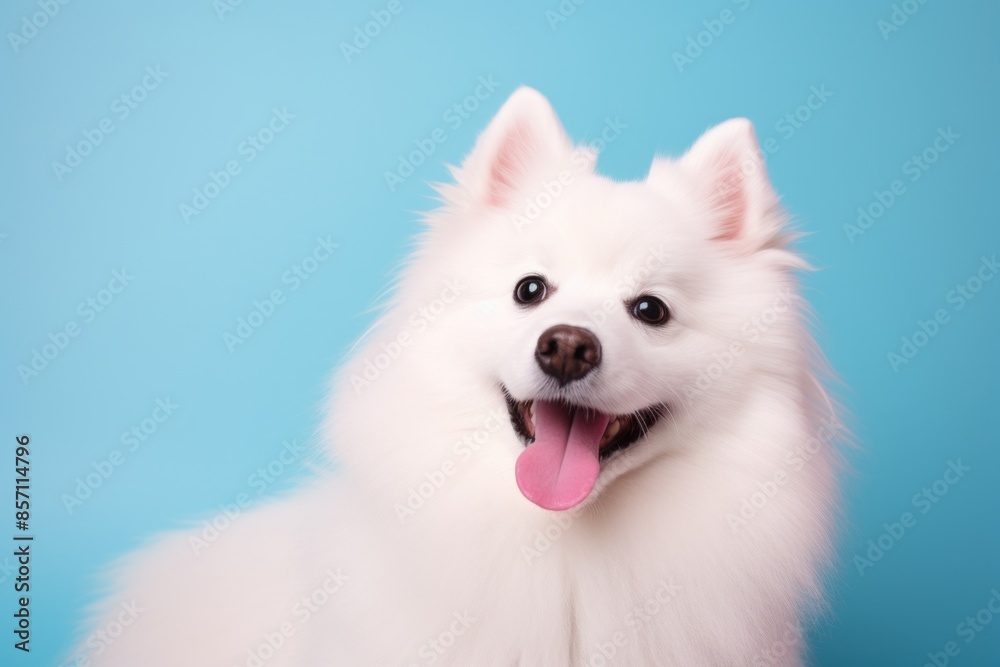 Portrait of a cute american eskimo dog while standing against solid pastel color wall Portrait of a cute american eskimo dog while standing against solid pastel color wall