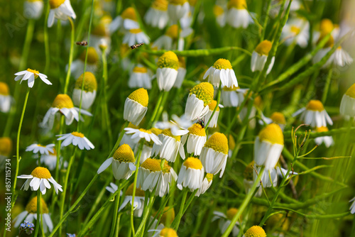 Medicinal chamomile Matricaria recutita blooms in the meadow among the of wild grasses photo