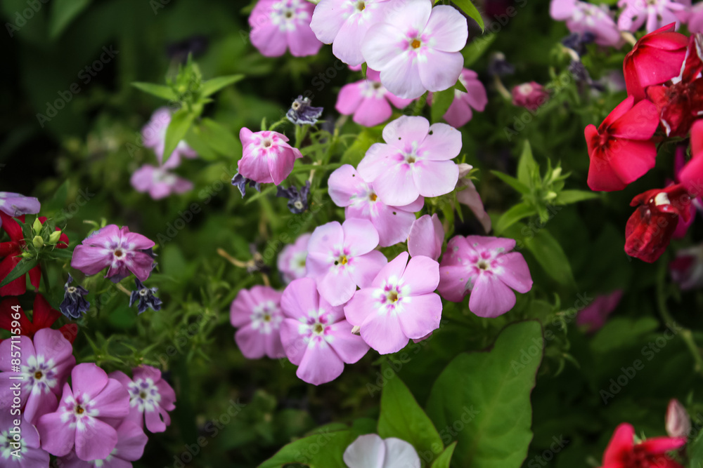 Lush beautiful Pink Phlox garden flowers
Lush beautiful Pink Phlox garden flowers