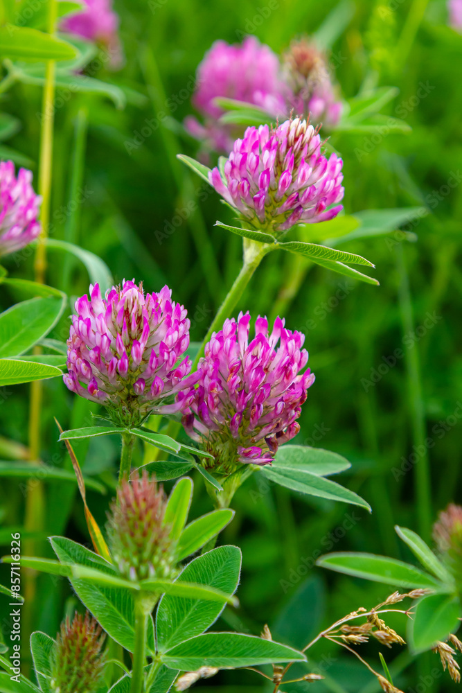 This is the wildflower Trifolium alpestre, the Purple globe clover or Owl-head clover, from the family Fabaceae This is the wildflower Trifolium alpestre, the Purple globe clover or Owl-head clover, from the family Fabaceae