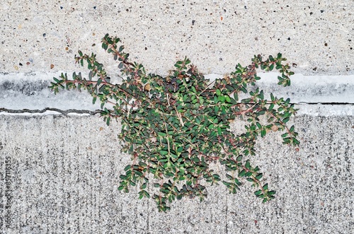 Valokuva Spotted Spurge Euphorbia maculata plant growing sidewalk nature weeds