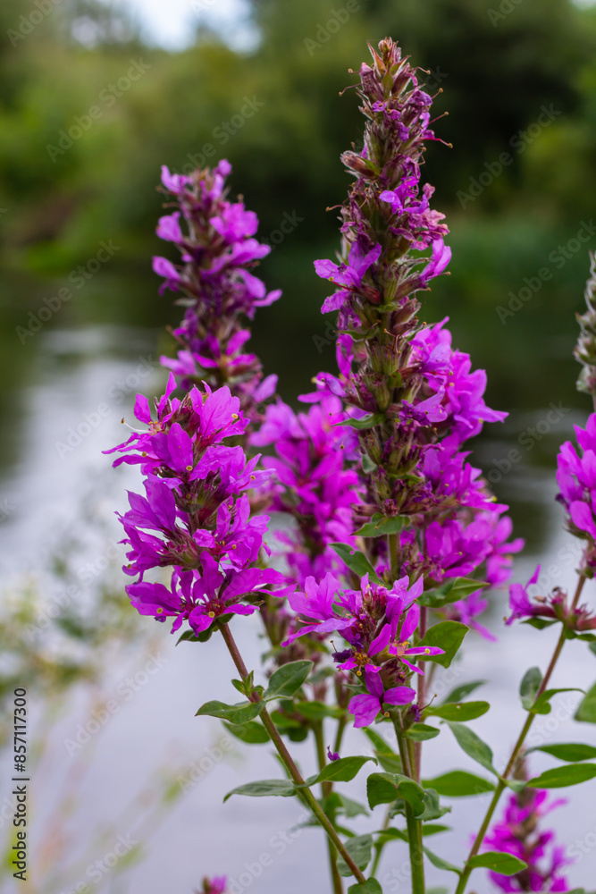 Obraz premium Purple loosestrife Lythrum salicaria inflorescence. Flower spike of plant in the family Lythraceae, associated with wet habitats