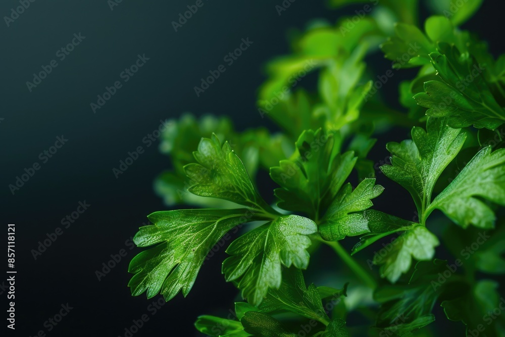 A detailed shot of a plant's foliage, perfect for illustrating nature or environmental themes A detailed shot of a plant's foliage, perfect for illustrating nature or environmental themes