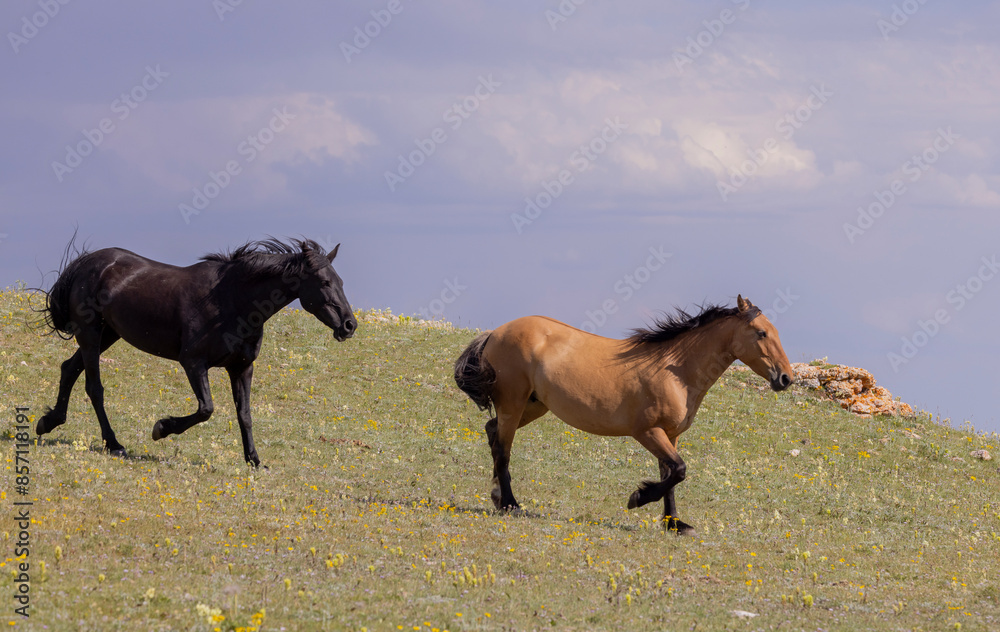 Wild Horses in Summer in the Pryor Mountains Montana Wild Horses in Summer in the Pryor Mountains Montana