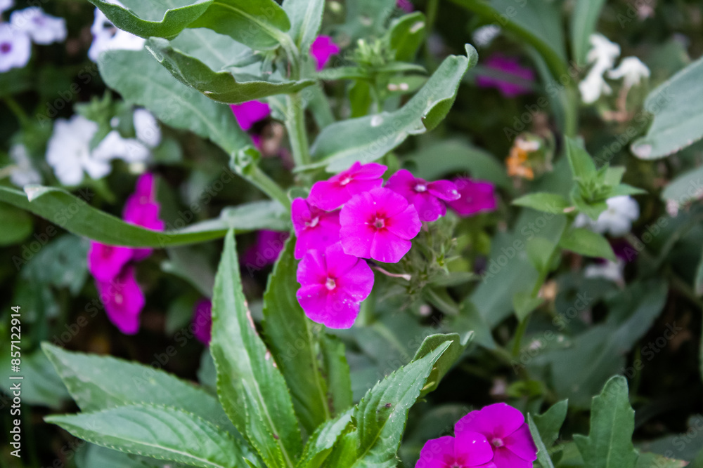 Lush beautiful Red Phlox garden flowers
Lush beautiful Red Phlox garden flowers