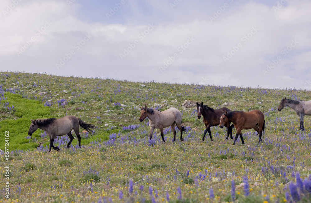 Wild Horses in Summer in the Pryor Mountains Montana Wild Horses in Summer in the Pryor Mountains Montana