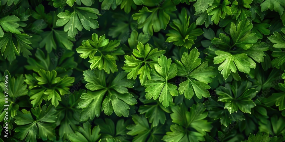 A detailed view of a cluster of green leaves A detailed view of a cluster of green leaves