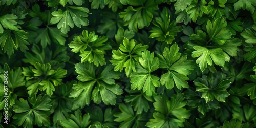 A detailed view of a cluster of green leaves