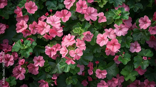 dense patch of pink geraniums, cheerful and robust, filling the frame with a burst of color, Photography, high-resolution camera to capture the vibrant hues and leafy details