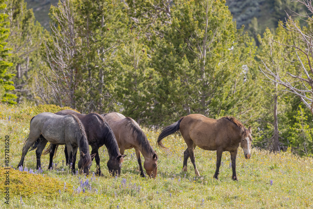 Wild Horses in Summer in the Pryor Mountains Montana Wild Horses in Summer in the Pryor Mountains Montana
