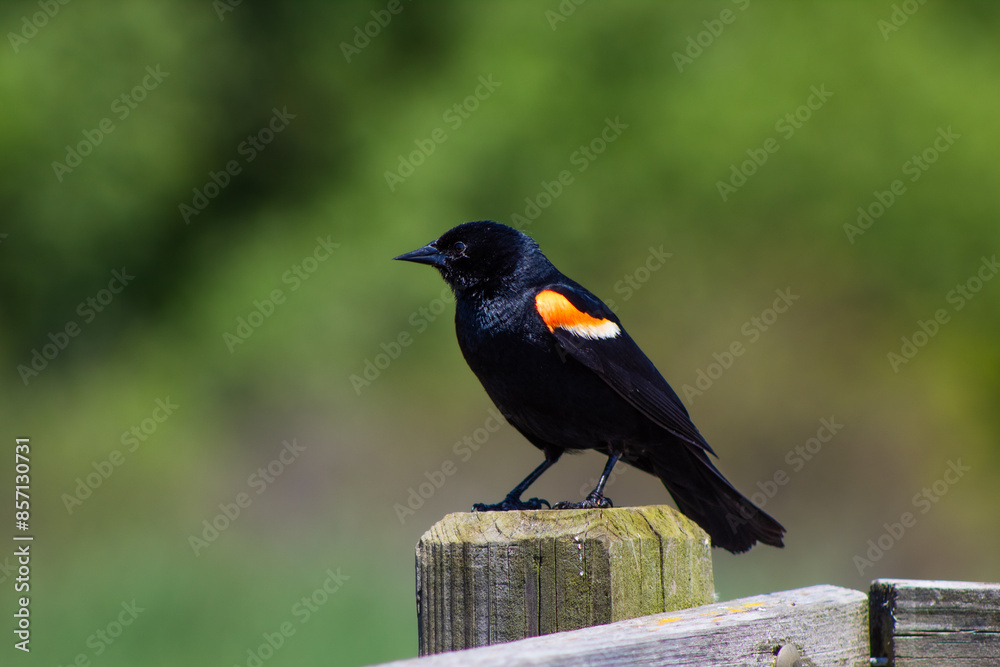 Fototapeta premium Red-Winged Blackbird