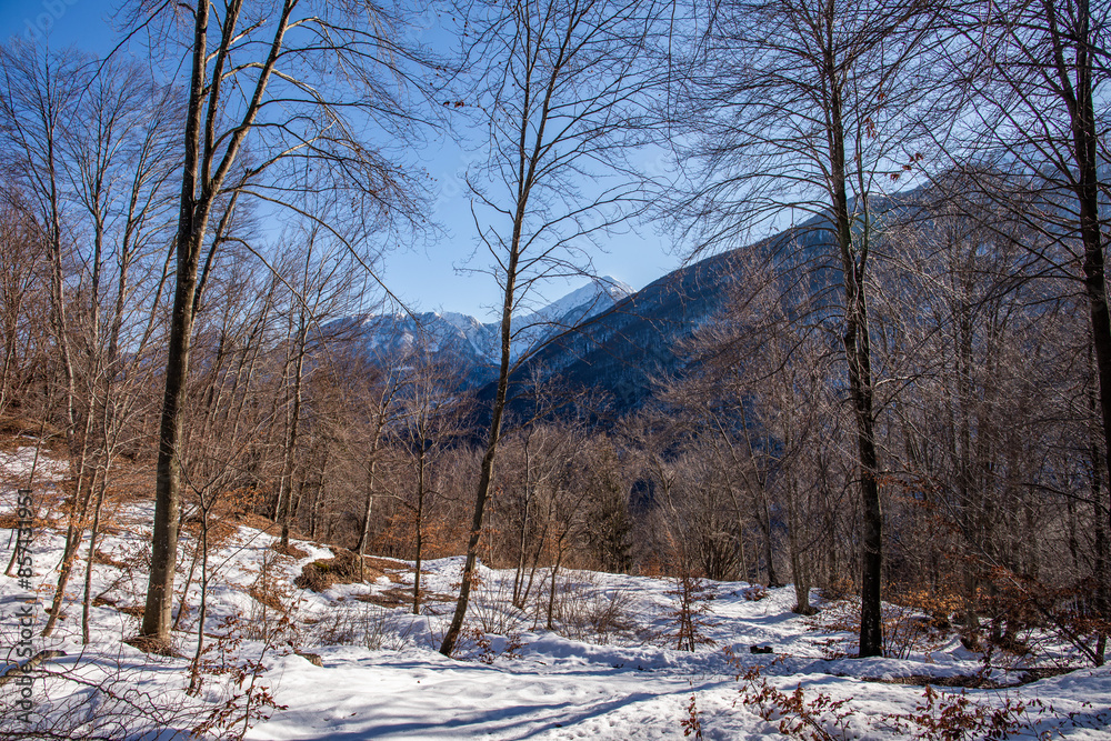 ampia composizione panoramica con vista dal basso e frontale di un bosco collinare con gli alberi spogli, il terreno bianco coperto di neve, sotto un cielo sereno, in inverno ampia composizione panoramica con vista dal basso e frontale di un bosco collinare con gli alberi spogli, il terreno bianco coperto di neve, sotto un cielo sereno, in inverno