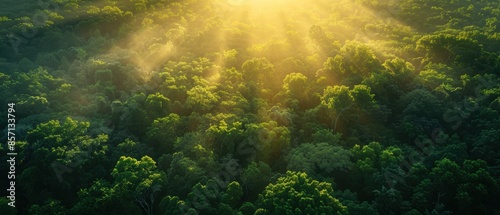 Sunbeams Through Forest Canopy. © Starkreal