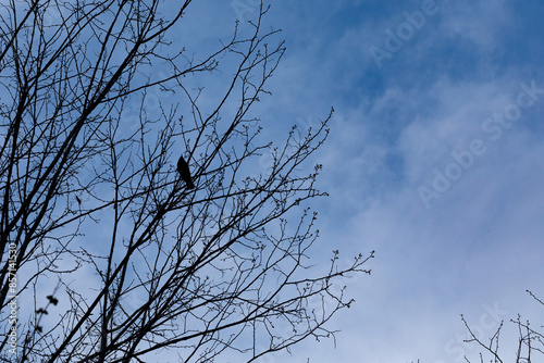 merlo che canta fermo dall'alto sul ramo di un albero spoglio, di giorno, in inverno, con vista sul cielo azzurro sullo sfondo, leggermente nuvoloso