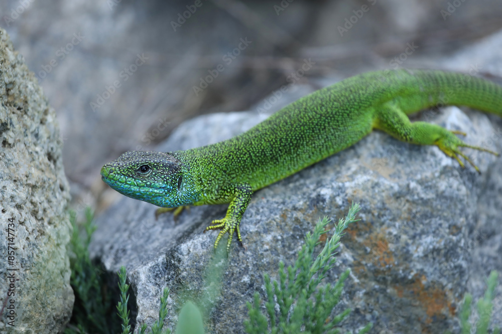 Green lizard lacerta viridis in summer garden on the stone. Small reptile outdoor Green lizard lacerta viridis in summer garden on the stone. Small reptile outdoor
