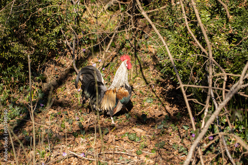 gallo in mezzo alla vegetazione di un bosco collinare, in Italia, illuminato dal sole, di giorno, in inverno photo