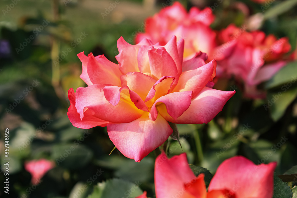Beautiful Rose flowers of Red, Pink and Orange Color in a garden of spring Beautiful Rose flowers of Red, Pink and Orange Color in a garden of spring