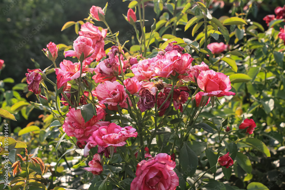 Beautiful Rose flowers of Red, Pink and Orange Color in a garden of spring Beautiful Rose flowers of Red, Pink and Orange Color in a garden of spring