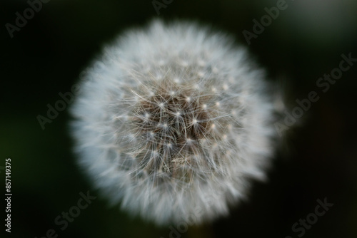 vista macro frontale di un fiore sferico di colore bianco e semi trasparente, conosciuto come soffione o dente di leone, su sfondo nero photo