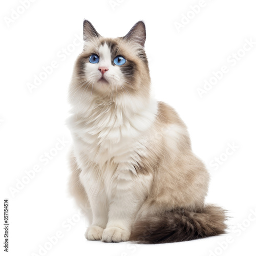 Ragdoll cat with blue eyes and fluffy fur sitting portrait transparent background