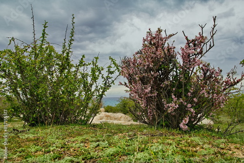 Kyrgyzstan, Tosor. Dwarf cherry bushes blooming pink on the rocky Southern shore of Lake Issyk-Kul. photo