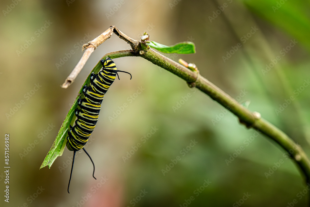Animal themes: A monarch caterpillar eating a large leaf Animal themes: A monarch caterpillar eating a large leaf