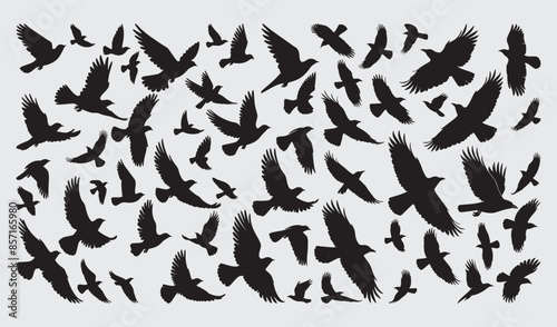 Birds Silhouette Vector Collection Hand drawn