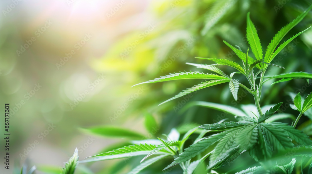 Lush green cannabis leaves illuminated by soft sunlight, emphasizing the healthy and vibrant nature of the plant. Lush green cannabis leaves illuminated by soft sunlight, emphasizing the healthy and vibrant nature of the plant.