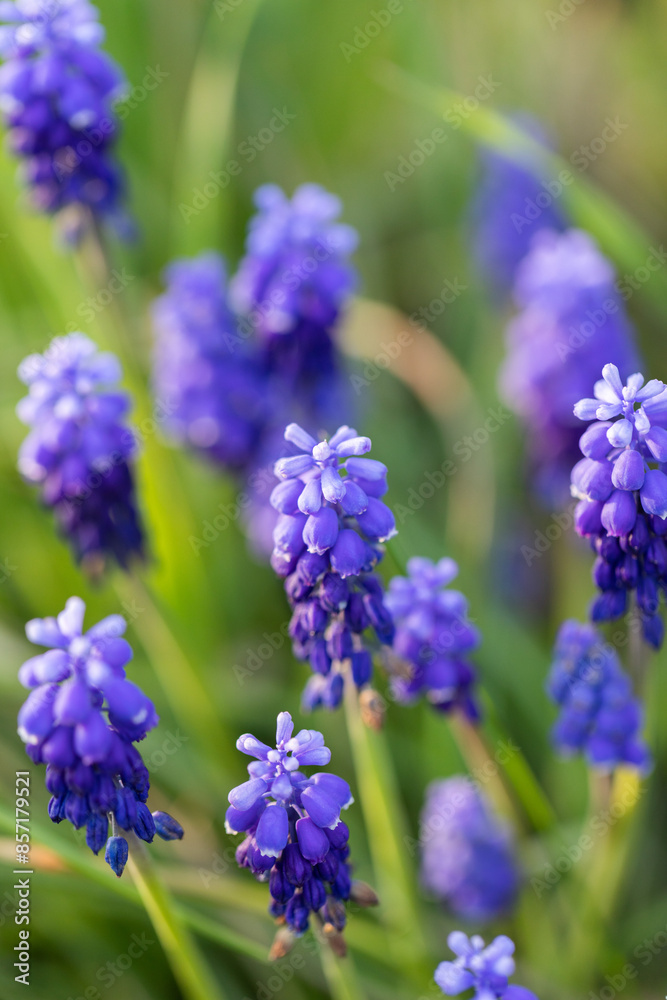 inquadratura verticale, da sopra, di molti bellissimi fiori color viola su sfondo verde e sfuocato inquadratura verticale, da sopra, di molti bellissimi fiori color viola su sfondo verde e sfuocato