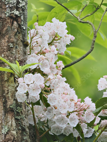 A Focus Stacked Close-up Image of Mountain Laurel Flowers